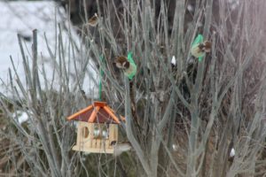 Vogelhaus mit Vögeln