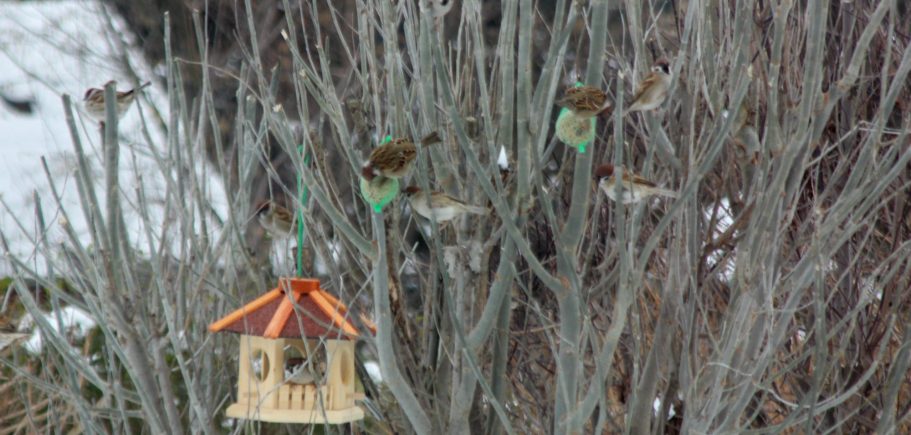 Vogelhaus mit vielen Vögeln, im Winter mit Schnee.