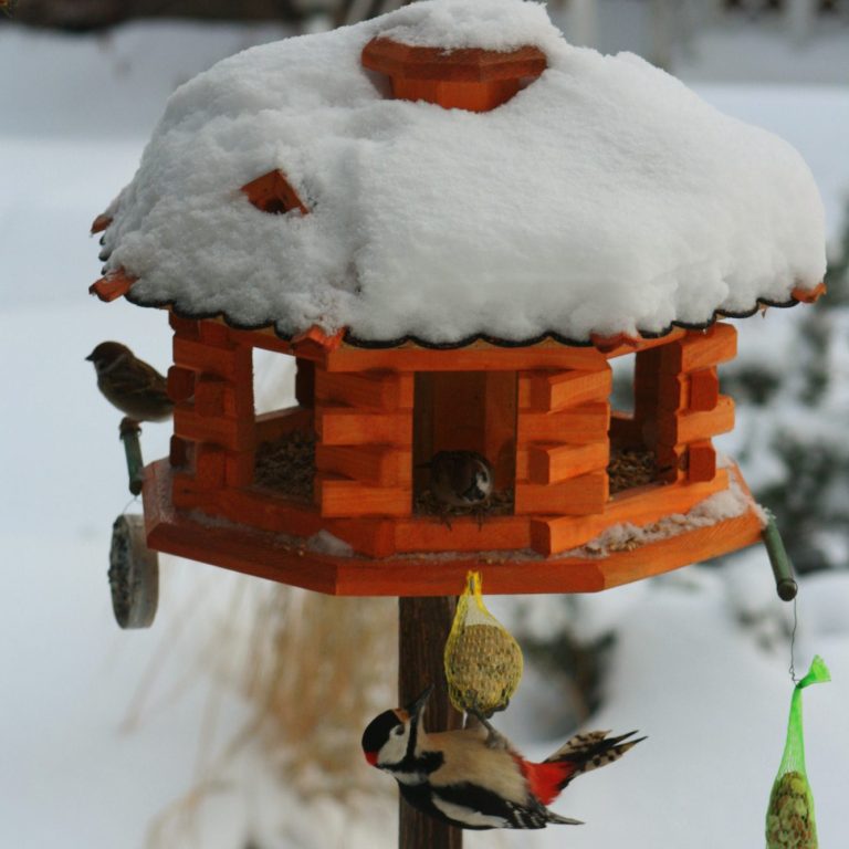 In winterlicher Landschaft steht diese Vogelhaus im Garten. Eine vielzahl an Vögeln ist im Vogelhaus zu Besuch.